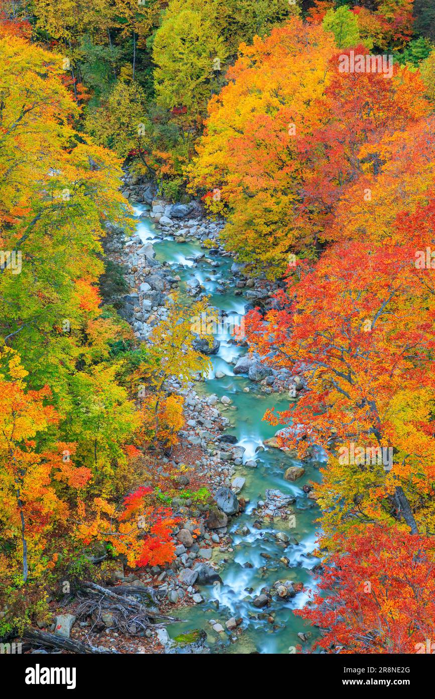 Feuilles d'automne de Tamagawa Onsen Banque D'Images