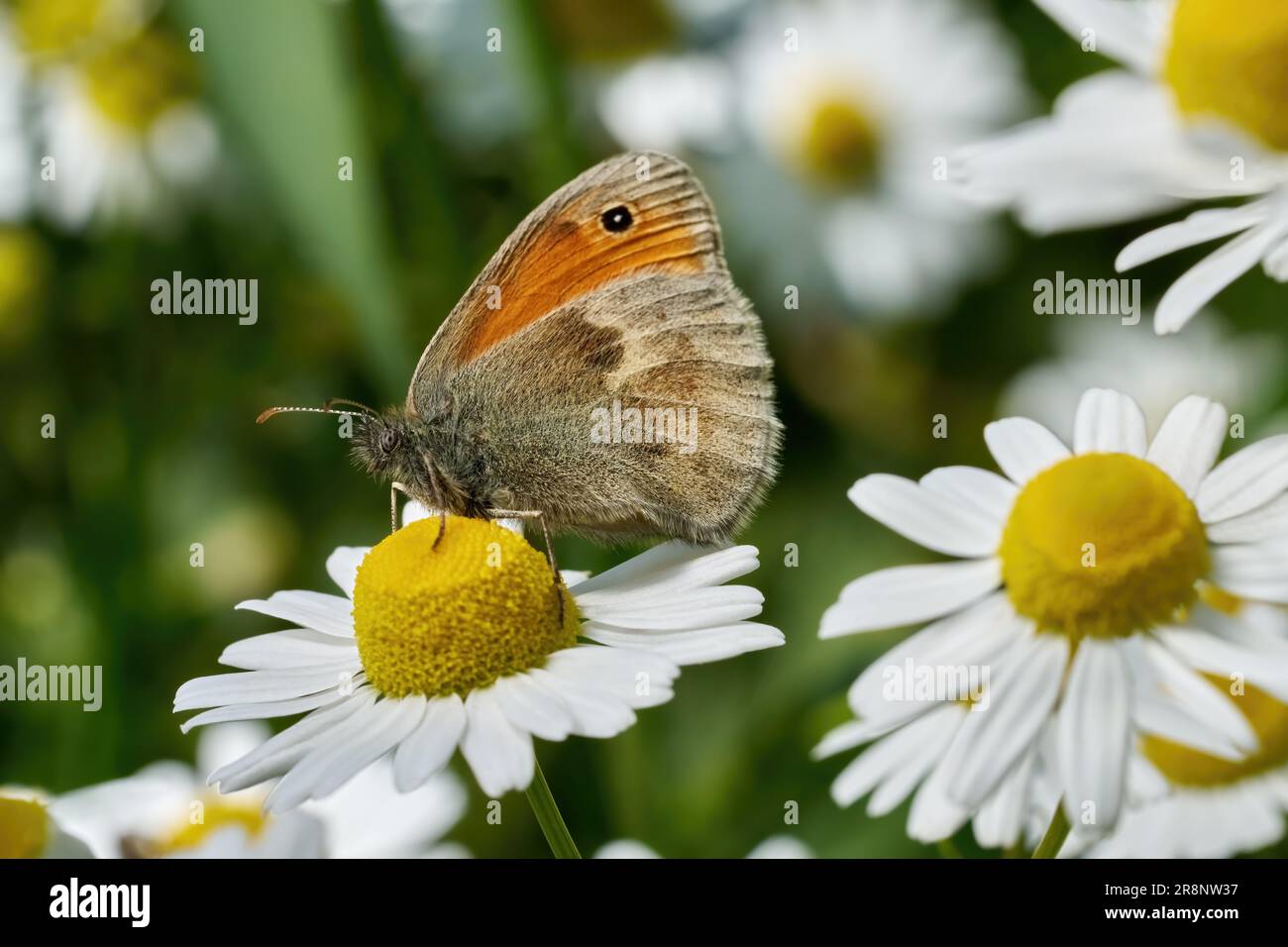 Petit papillon de la lande (Coenonympha pamphilus) sur une fleur de camomille Banque D'Images