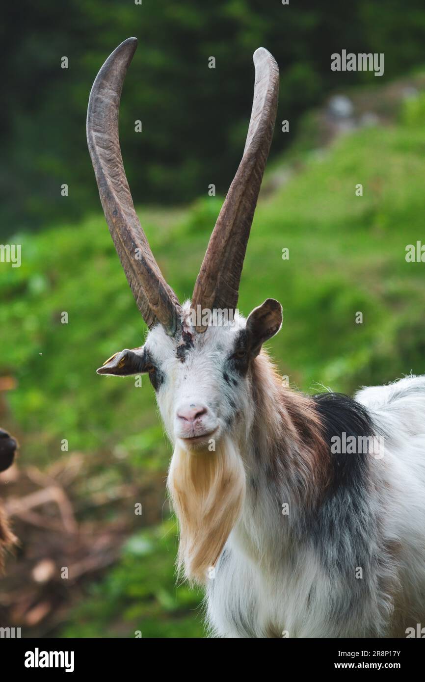 vieux buck de chèvre avec de longues cornes et bouée sur un pré vert de montagne à un jour d'été Banque D'Images