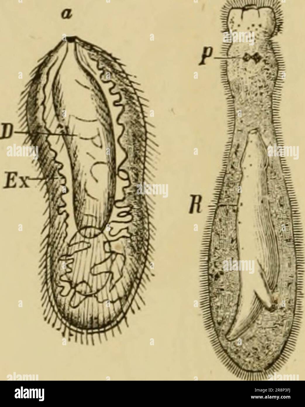 'Texte élémentaire-livre de zoologie, partie générale et partie spéciale: Protozoaires à insecta' (1892) Banque D'Images