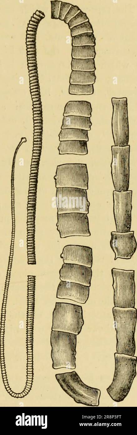 'Texte élémentaire-livre de zoologie, partie générale et partie spéciale: Protozoaires à insecta' (1892) Banque D'Images