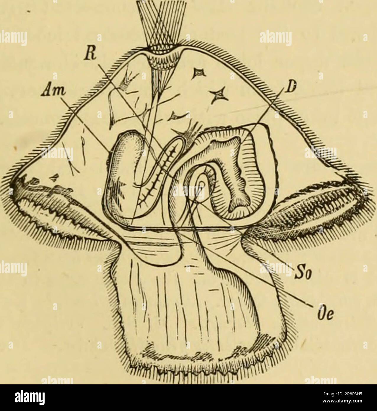 'Texte élémentaire-livre de zoologie, partie générale et partie spéciale: Protozoaires à insecta' (1892) Banque D'Images