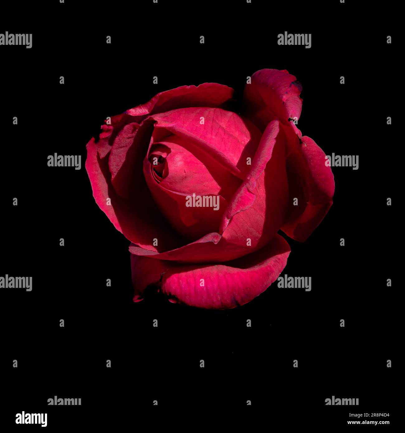 Photo macro d'une rose rouge fermée sur fond noir Banque D'Images