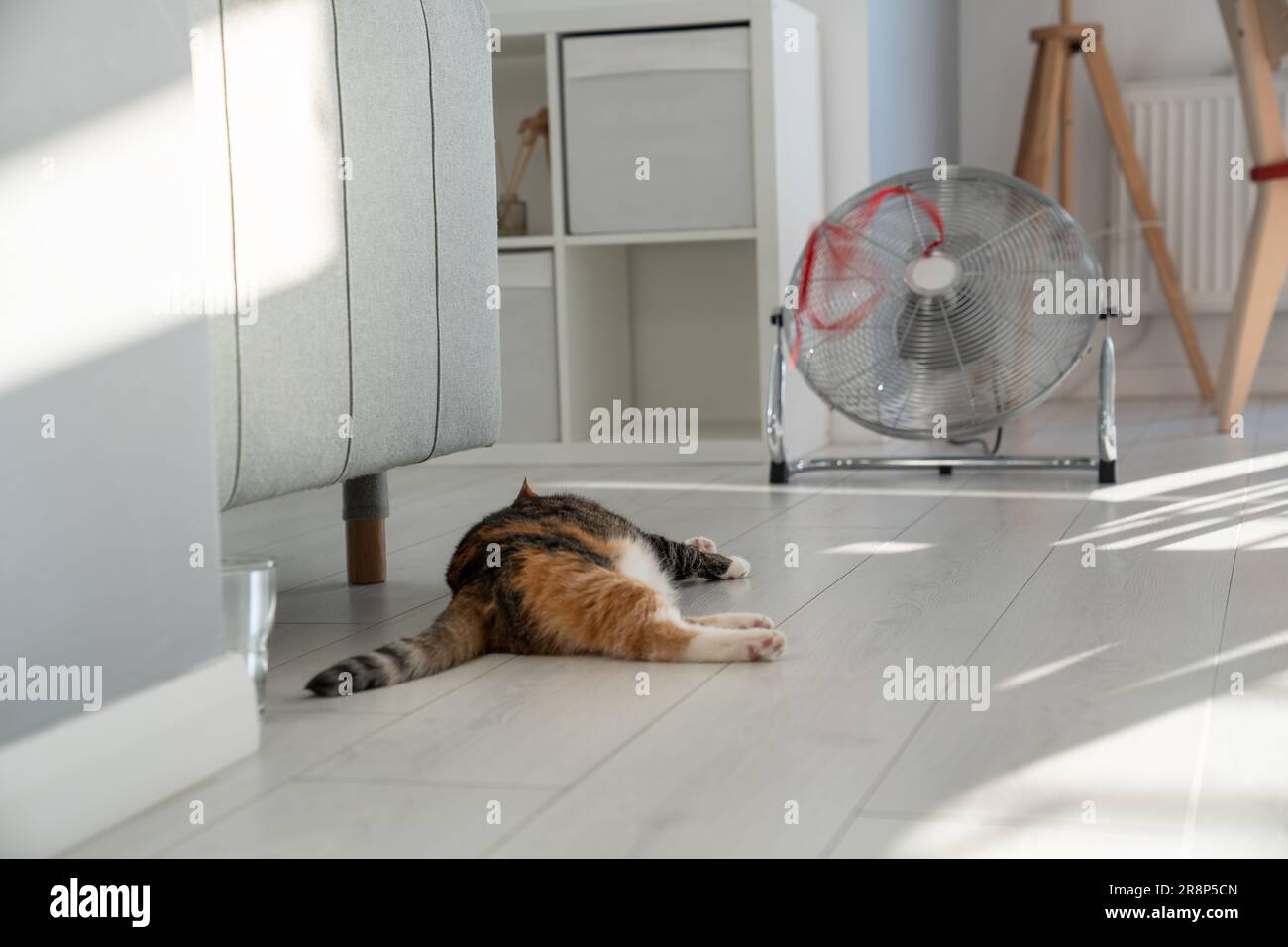 Chaleur estivale et animal domestique à la maison. Chat domestique couché  sur le sol, s'échappe de la chaleur avec l'aide du ventilateur Photo Stock  - Alamy