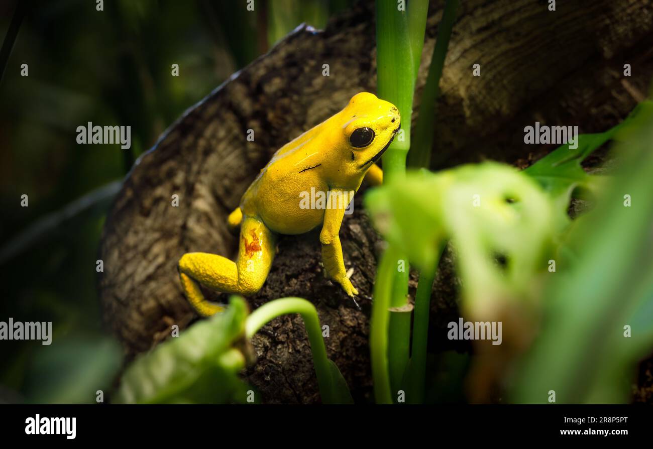 Également connu sous le nom de Golden poison Frog ou Golden poison Arrow Frog. Connu pour être le post-animal toxique sur la planète. Banque D'Images