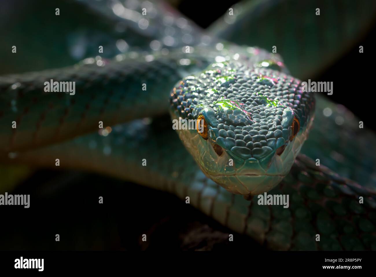 A White-Lipped Island Pit Viper, originaire d'Indonésie et du Timor oriental. Également appelé le Viper de la Pit de l'île de Sunda. Probablement ne vous tuera pas si vous êtes mordu Banque D'Images