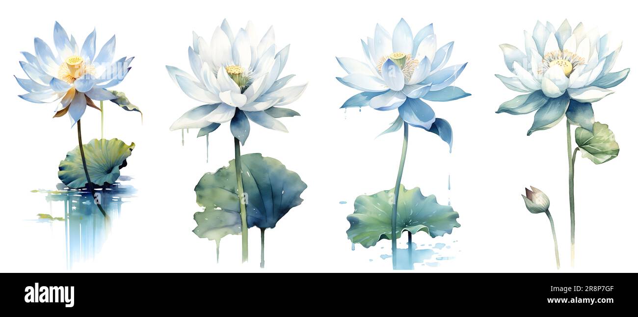 Chemin d'écrêtage, peinture aquarelle dans le style botanique de fleurs de lotus clip art sur fond blanc. Banque D'Images