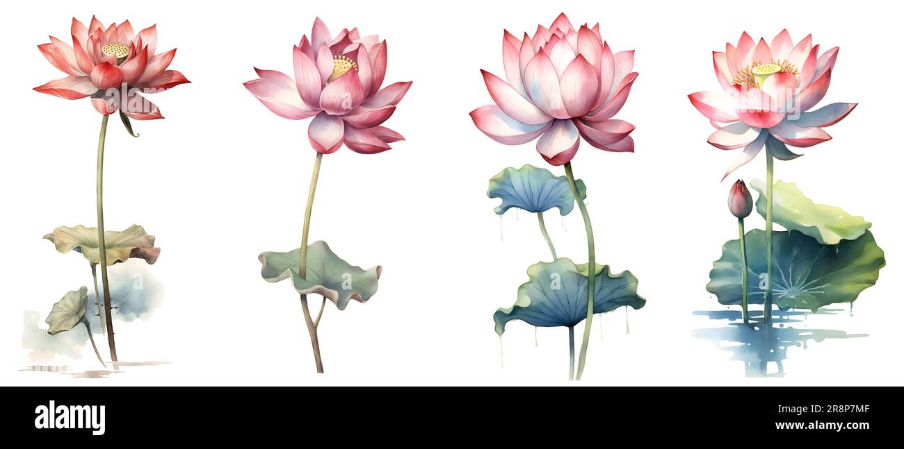 Chemin d'écrêtage, peinture aquarelle dans le style botanique de fleurs de lotus clip art sur fond blanc. Banque D'Images