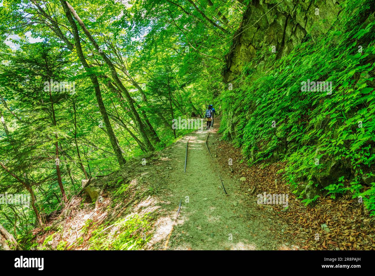 Ancienne piste forestière dans la vallée de Nishizawa Banque D'Images