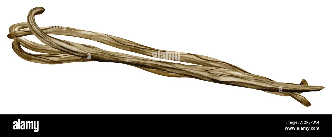 Bâtonnets de vanille. Aquarelle dessin à la main des gousses florale sur fond blanc isolé. Dessin d'épices à base de plantes pour l'huile aromatique ou la cuisson. Esquisse de l'ingrédient alimentaire pour cosmétiques et médicaux. Banque D'Images