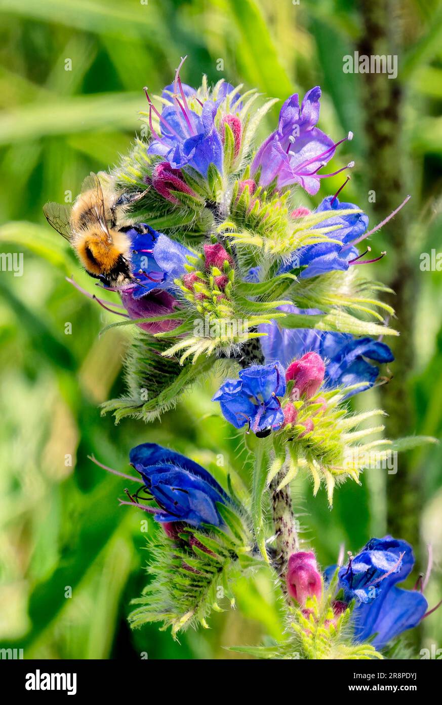 Viper's Bugloss est aimé par les insectes pollinisateurs Banque D'Images