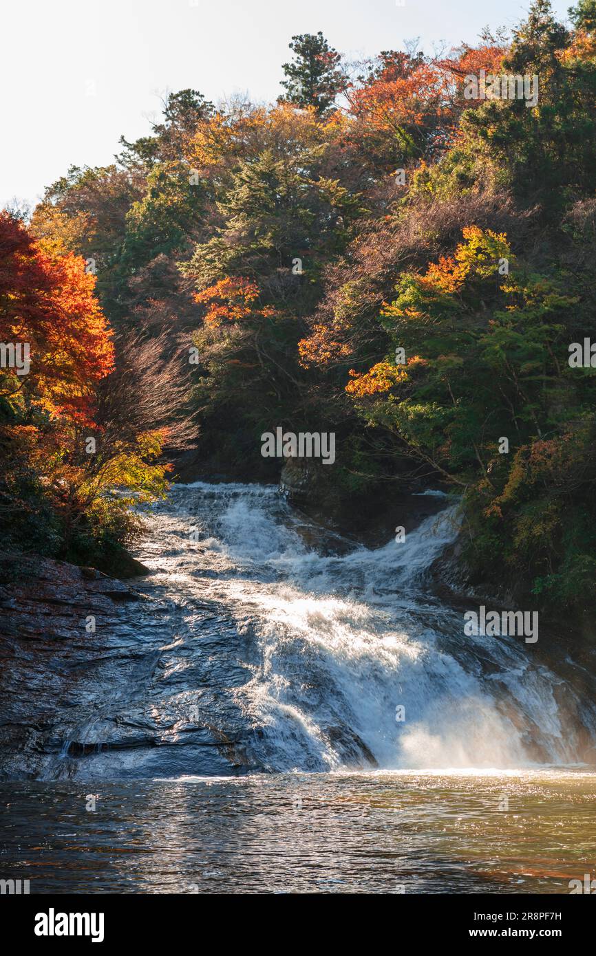 Feuilles d'automne dans la vallée de Yoro Banque D'Images