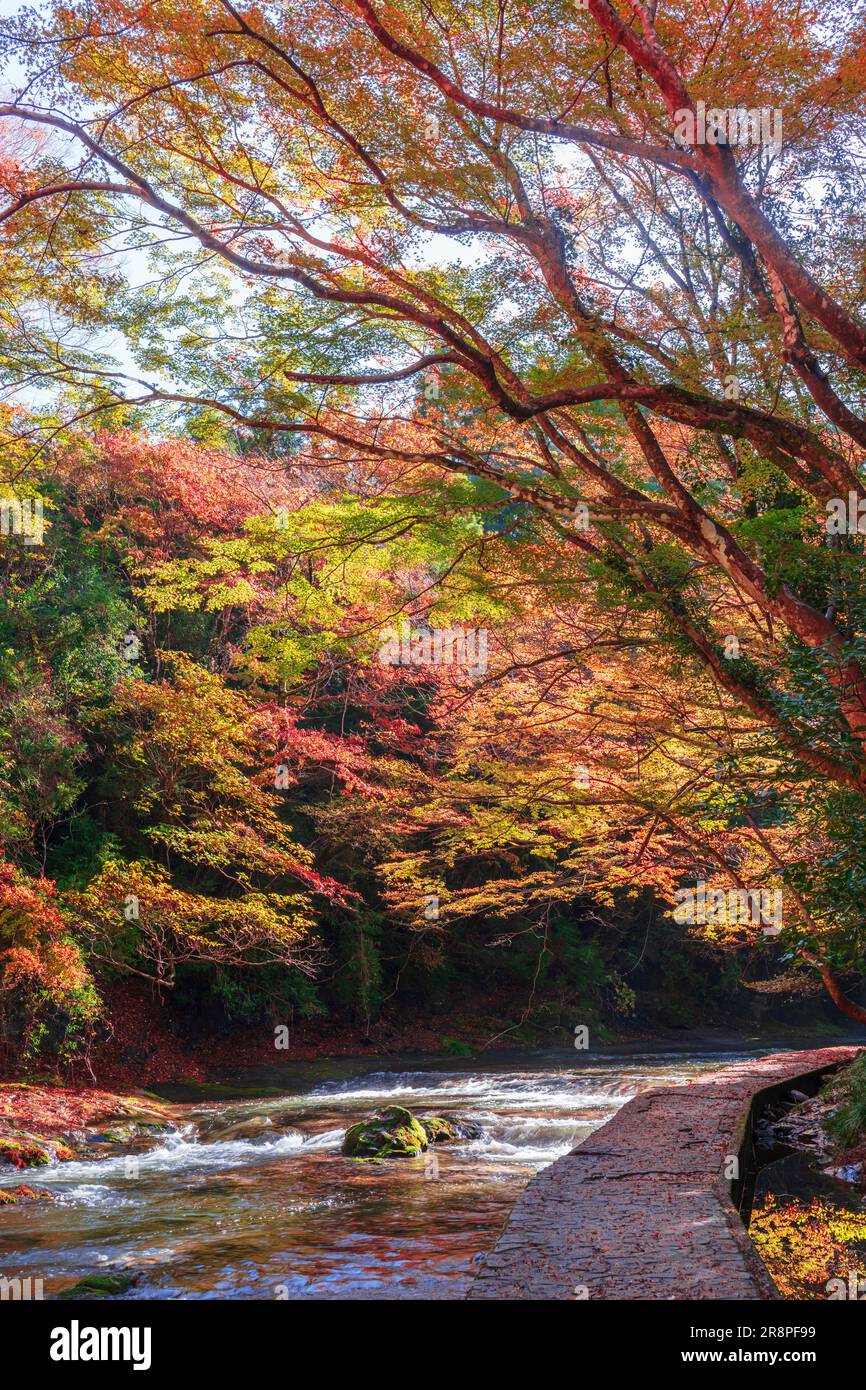 Feuilles d'automne dans la vallée de Yoro Banque D'Images