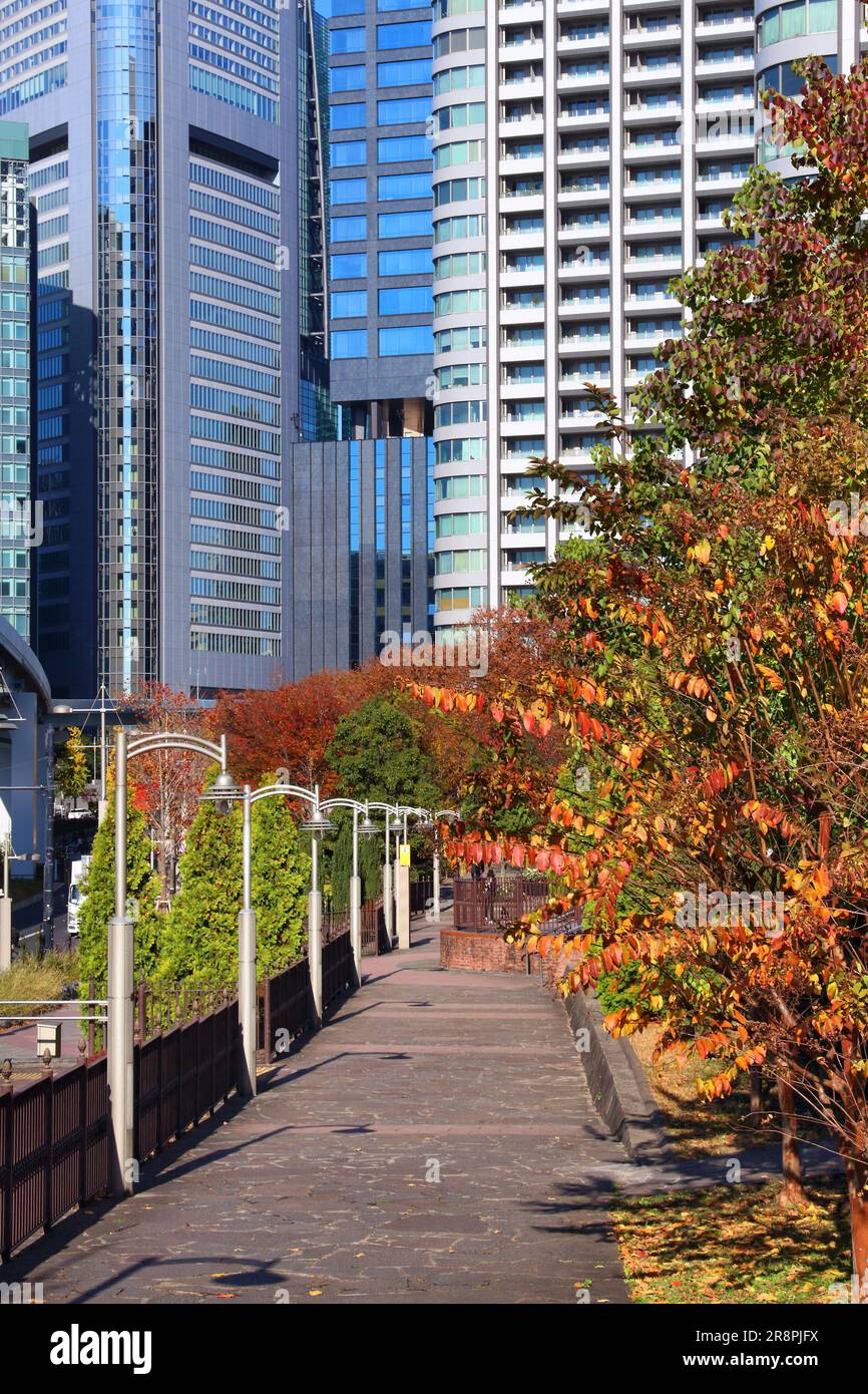 Automne à Shiodome, Tokyo, Japon.Couleurs du feuillage d'automne au Japon. Banque D'Images