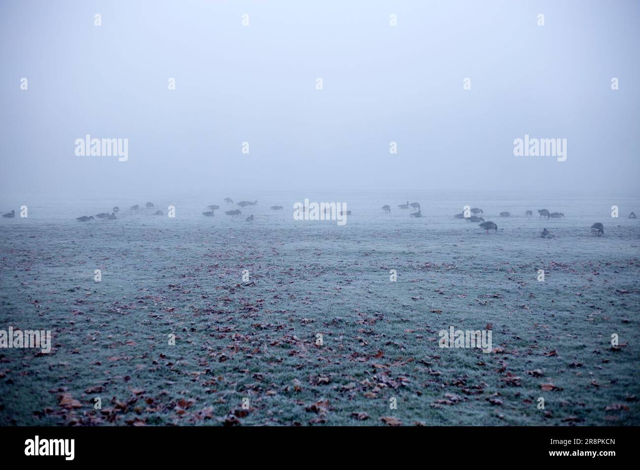 Un brouillard dense enveloppe un parc à Ilford, dans l'est de Londres, le matin. Banque D'Images