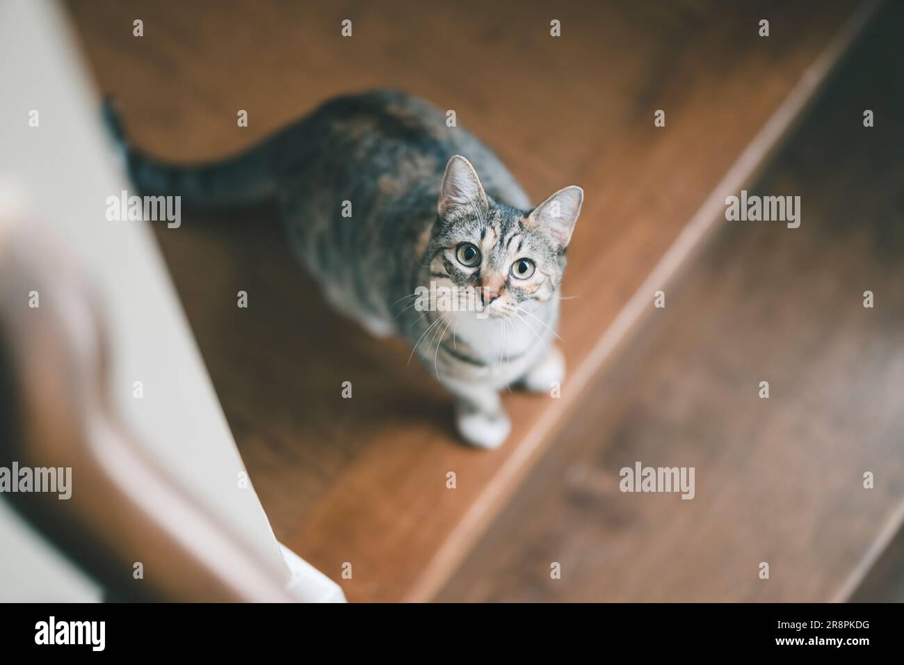 Un chat gris et blanc debout sur un ensemble de marches en bois, son regard dirigé vers le haut Banque D'Images