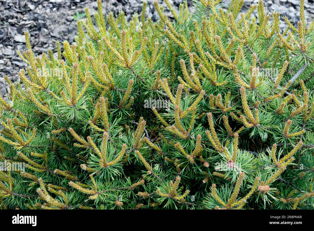 Pinus sylvestris, PIN écossais, Pinus sylvestris 'Little Brolly' Banque D'Images