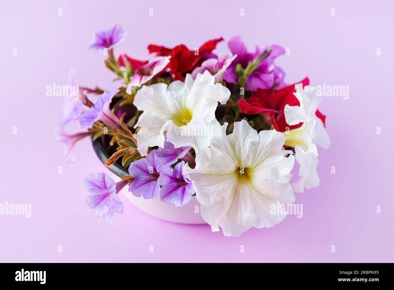 Bouquet d'été de fleurs pétunia rouges, violettes et blanches. Joyeux anniversaire, joyeux jour des femmes, joyeux mariage Banque D'Images
