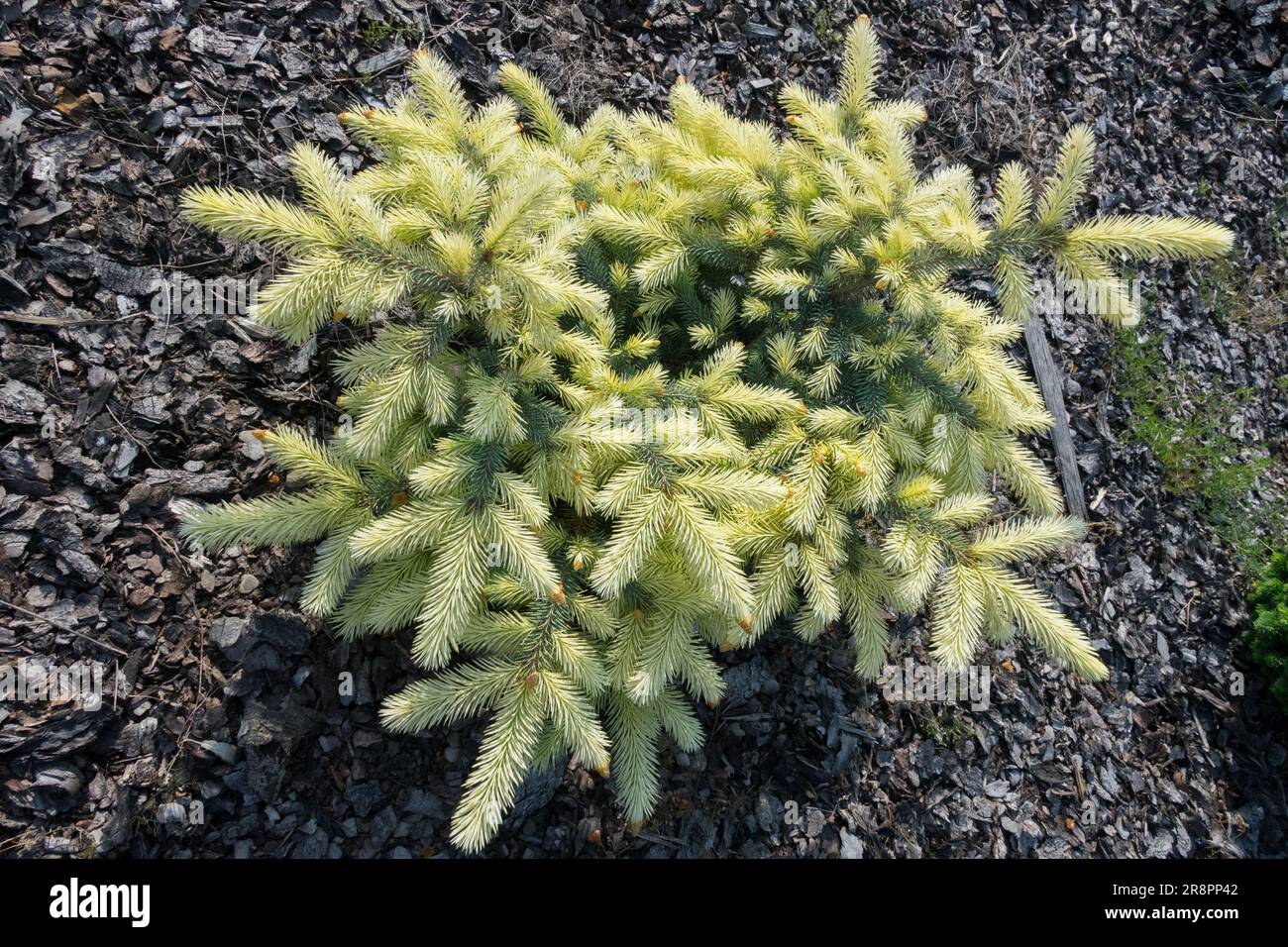 Arbre à faible spécimen cultivar de couleur vive petit Picea pungens nain minuscule 'Jan Byczkowski' Spruce printanière ramifié conifères feuillage Banque D'Images