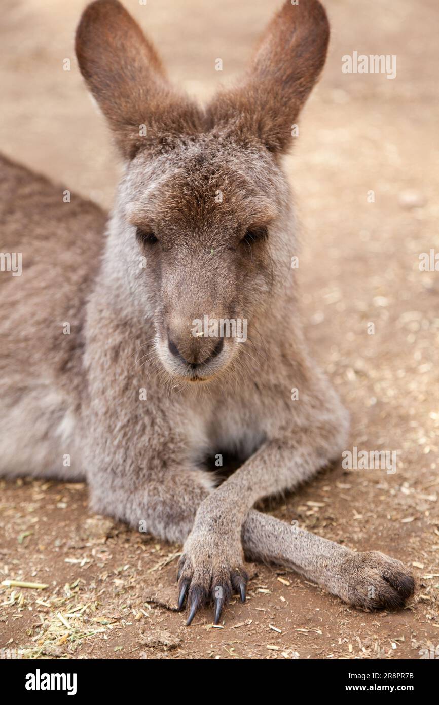 Gray Kangaroo, Koala Park, West Pennant Hills, Sydney, Australie Banque D'Images