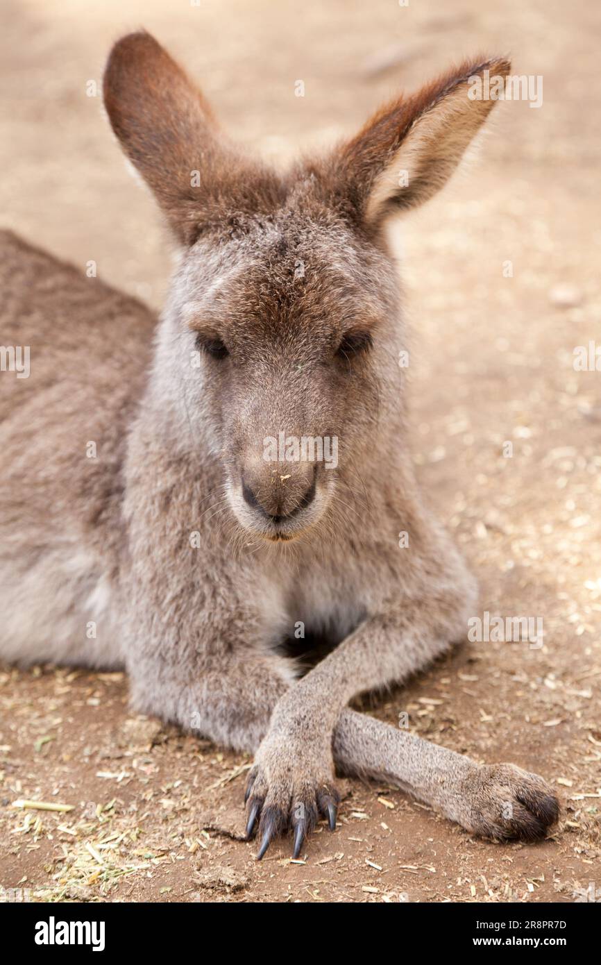 Gray Kangaroo, Koala Park, West Pennant Hills, Sydney, Australie Banque D'Images