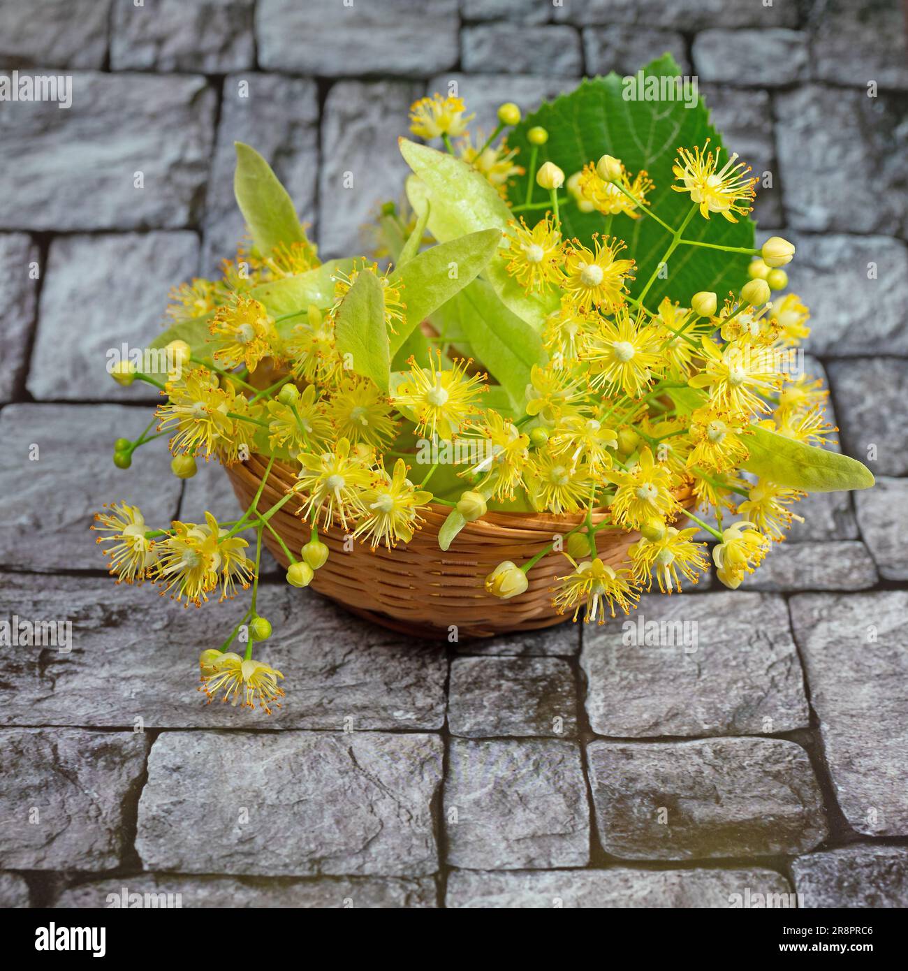 Linden fleurit dans un panier en bois Banque D'Images