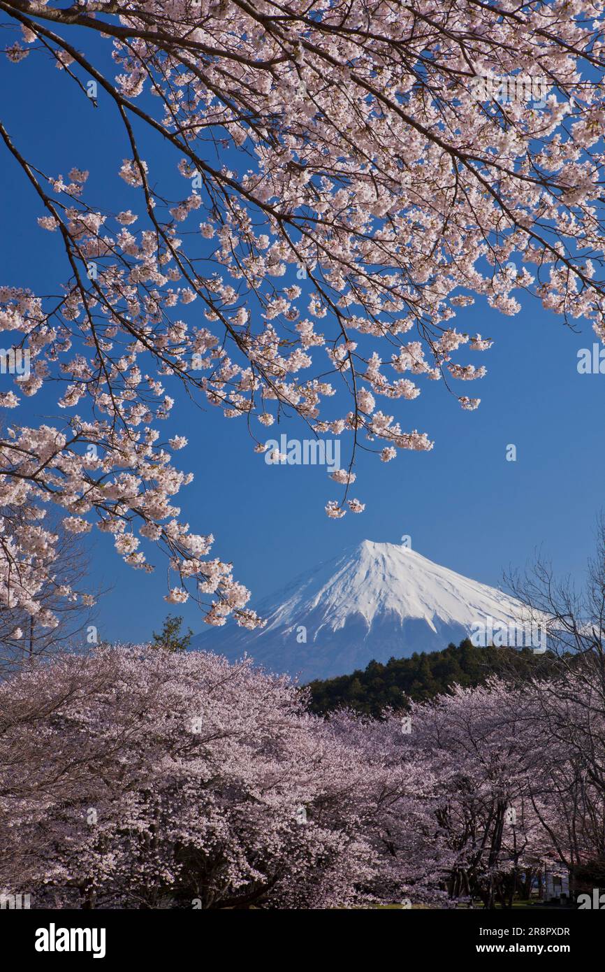 Cerisiers en fleurs dans le parc Iwamotoyama et le mont Banque D'Images