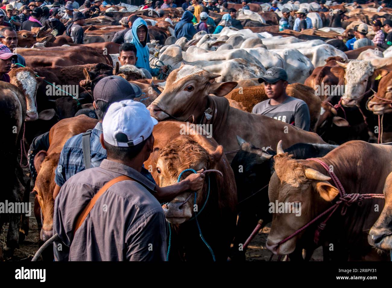 Les éleveurs de bétail présentent des vaches à vendre sur un marché du bétail avant le festival musulman Eid Al-Adha, à Jonggol, Régence de Bogor, Java Ouest, Indonésie sur 22 juin 2023. D'après les données des éleveurs, plus de 900 vaches, 700 chèvres et 600 moutons ont été vendus sur le plus grand marché d'élevage de Java Ouest. EID al-Adha est l'un des jours fériés les plus saints de l'année. Il marque le pèlerinage musulman annuel, connu sous le nom de Hajj, pour visiter la Mecque. Pendant Eid al-Adha, les musulmans abattent des chèvres, des moutons et du bétail en commémoration de la volonté du prophète Abraham de sacrifier son fils pour montrer l'obéissance à Dieu. Ils sp Banque D'Images