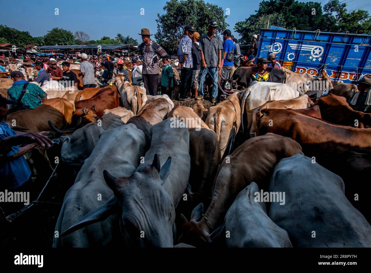 Les éleveurs de bétail présentent des vaches à vendre sur un marché du bétail avant le festival musulman Eid Al-Adha, à Jonggol, Régence de Bogor, Java Ouest, Indonésie sur 22 juin 2023. D'après les données des éleveurs, plus de 900 vaches, 700 chèvres et 600 moutons ont été vendus sur le plus grand marché d'élevage de Java Ouest. EID al-Adha est l'un des jours fériés les plus saints de l'année. Il marque le pèlerinage musulman annuel, connu sous le nom de Hajj, pour visiter la Mecque. Pendant Eid al-Adha, les musulmans abattent des chèvres, des moutons et du bétail en commémoration de la volonté du prophète Abraham de sacrifier son fils pour montrer l'obéissance à Dieu. Ils sp Banque D'Images