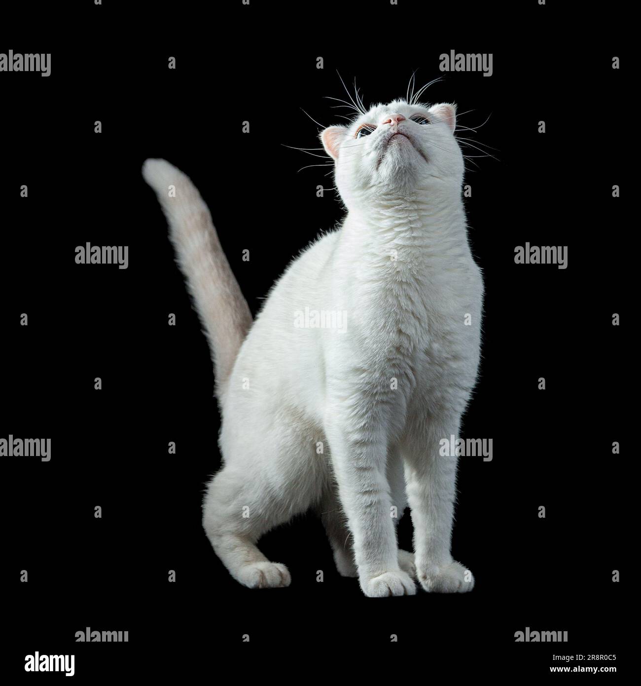Un chat blanc curieux isolé sur fond noir. Banque D'Images