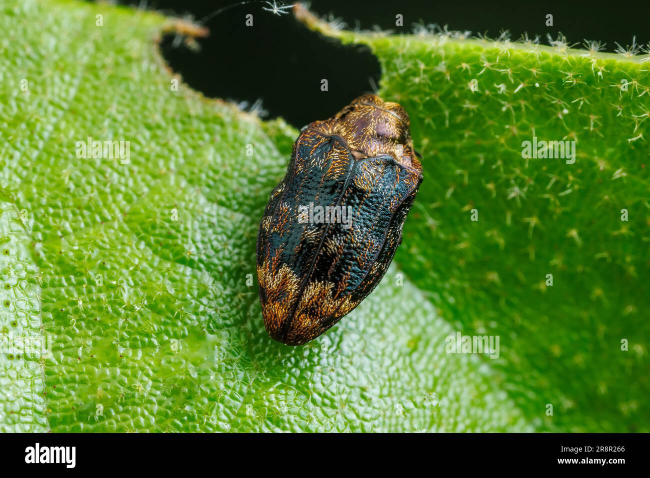 Beetle à bois métallique (Brachys asotus) Banque D'Images