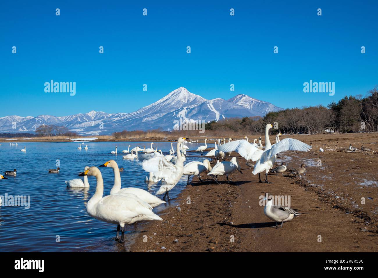 Swan, lac d'Inawashiro et montagne Bandai Banque D'Images