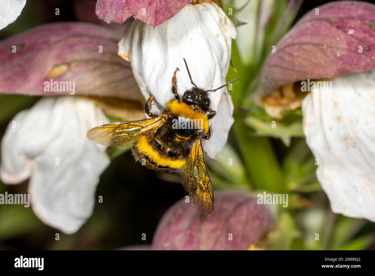Abeille Bumble du genre Bombus Banque D'Images