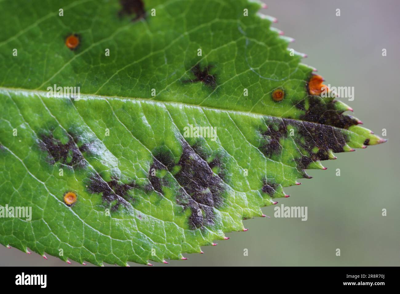 Maladie fongique, symptômes sur les roses ornementales dans le jardin. Banque D'Images