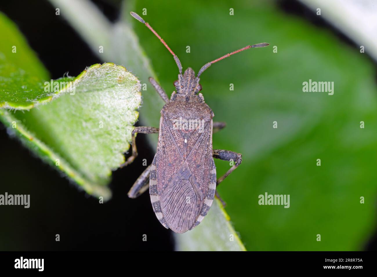 Insecte (Ceraleptus gracilicornis) sur une feuille verte dans le jardin. Banque D'Images