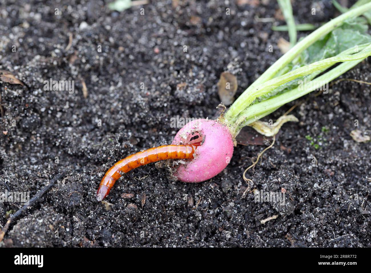 Vers-fils, vers-fils, larve de coléoptère de la famille des Elateridae (coléoptères clic) mangeant du radis dans le jardin. Banque D'Images