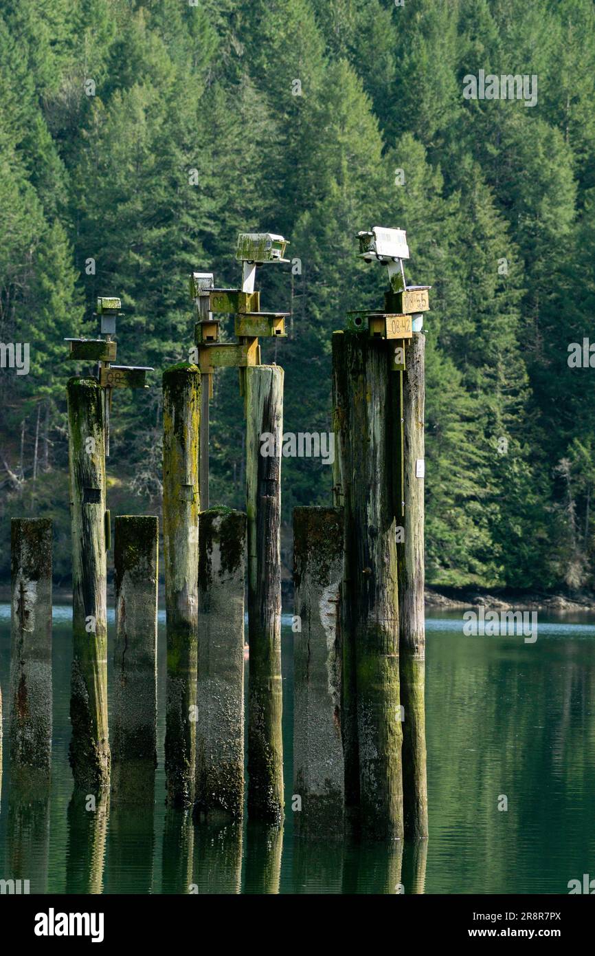 Une scène de lac sereine avec de nombreux poteaux en bois qui dépassent de l'eau fixe avec des caisses en bois attachées à eux Banque D'Images