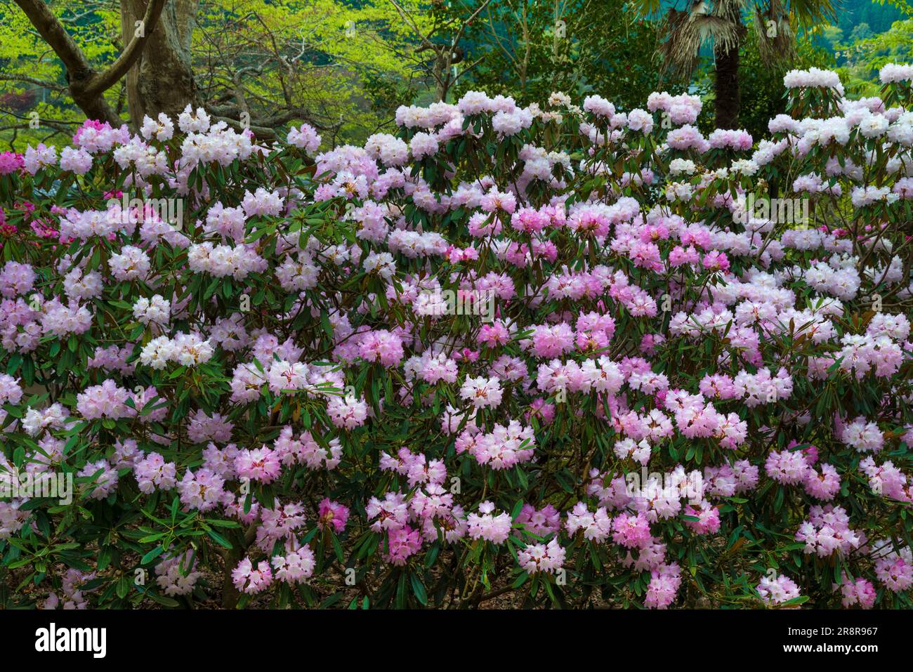 Temple de Muroji avec rhododendron en fleur Banque D'Images