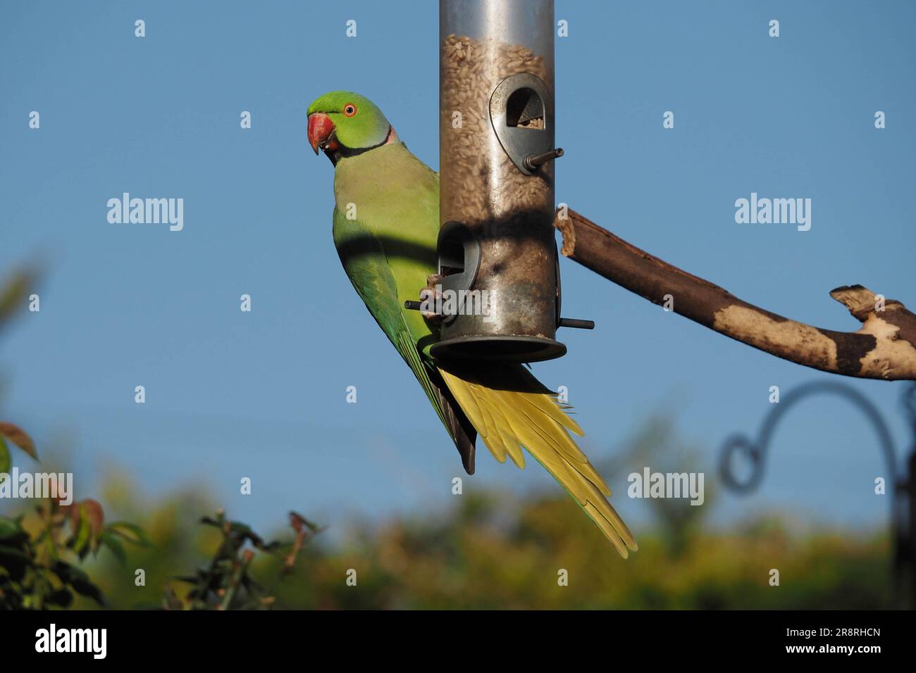 Anneau à col Parakeet Psittacula krameri sur le Garden Feeder Banque D'Images