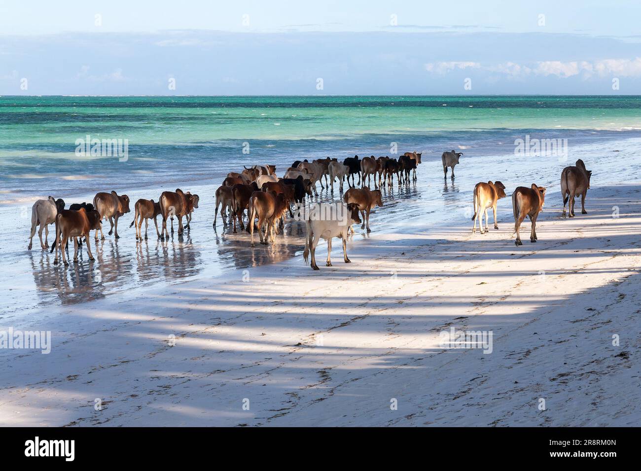 Zébu bétail marchant maison le long de la plage de l'île de Zanzibar à l'heure du coucher du soleil, Tanzanie, Banque D'Images