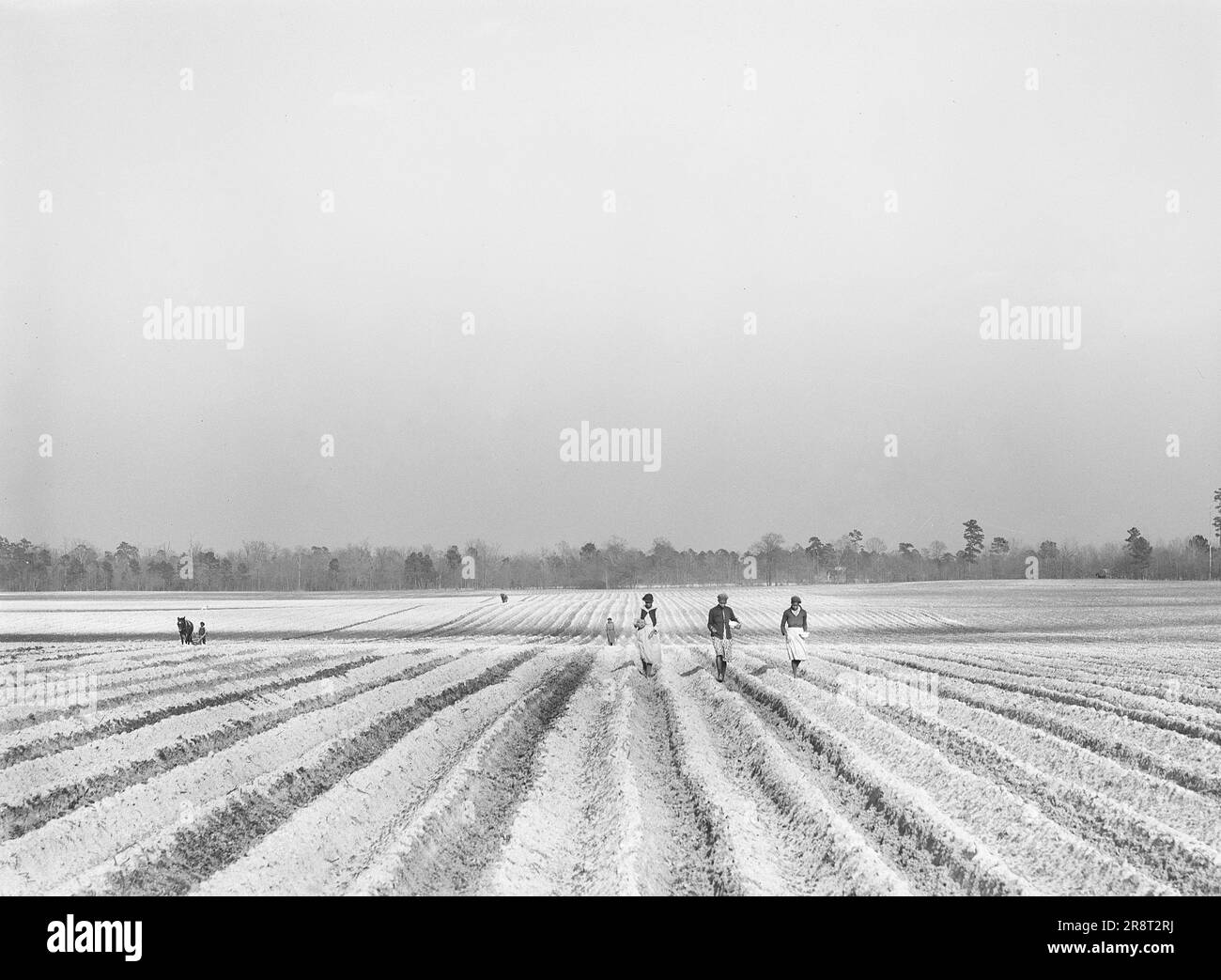 Travailleurs agricoles plantant du maïs dans une grande ferme près de Moncks Corner, Caroline du Sud, États-Unis, Jack Delano, États-Unis Administration de la sécurité agricole, mars 1941 Banque D'Images