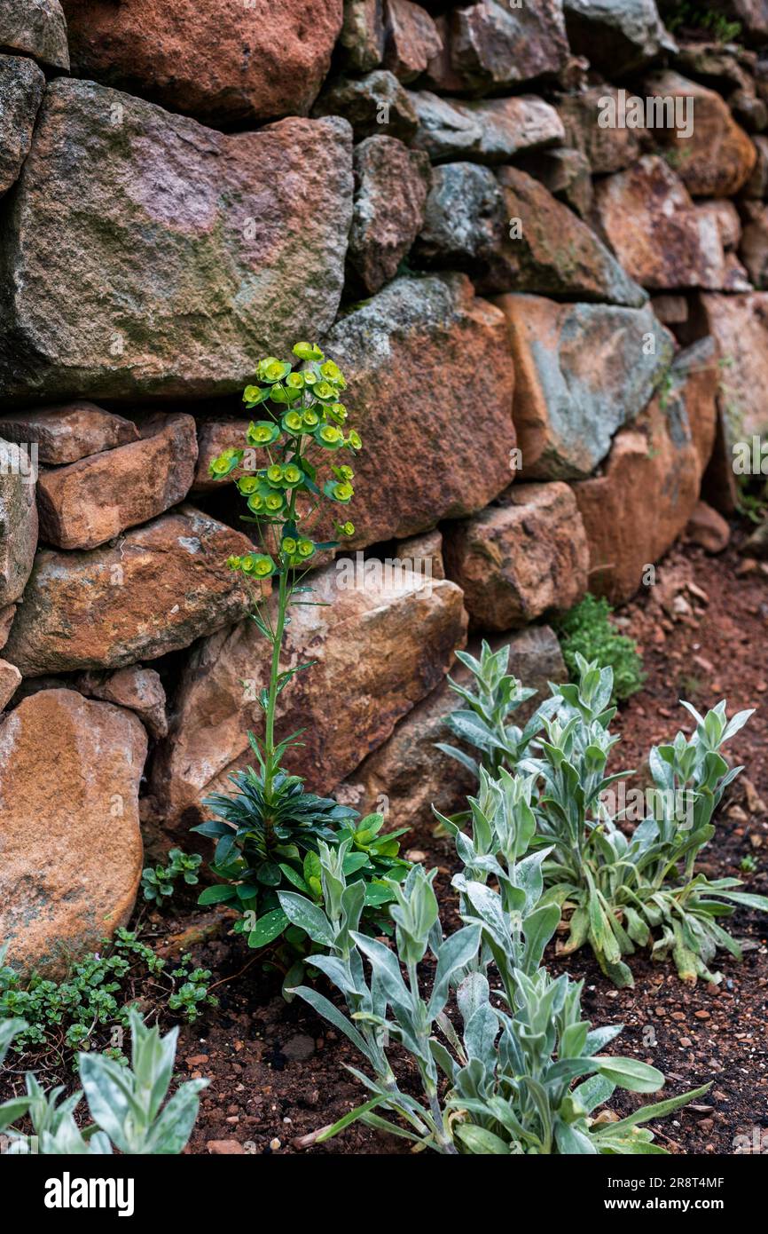 Euphorbia amygdaloides plante devant un mur de pierre. Euphorbia amygdaloides, la plante à fleurs, est une espèce de la famille Euphorbi Banque D'Images