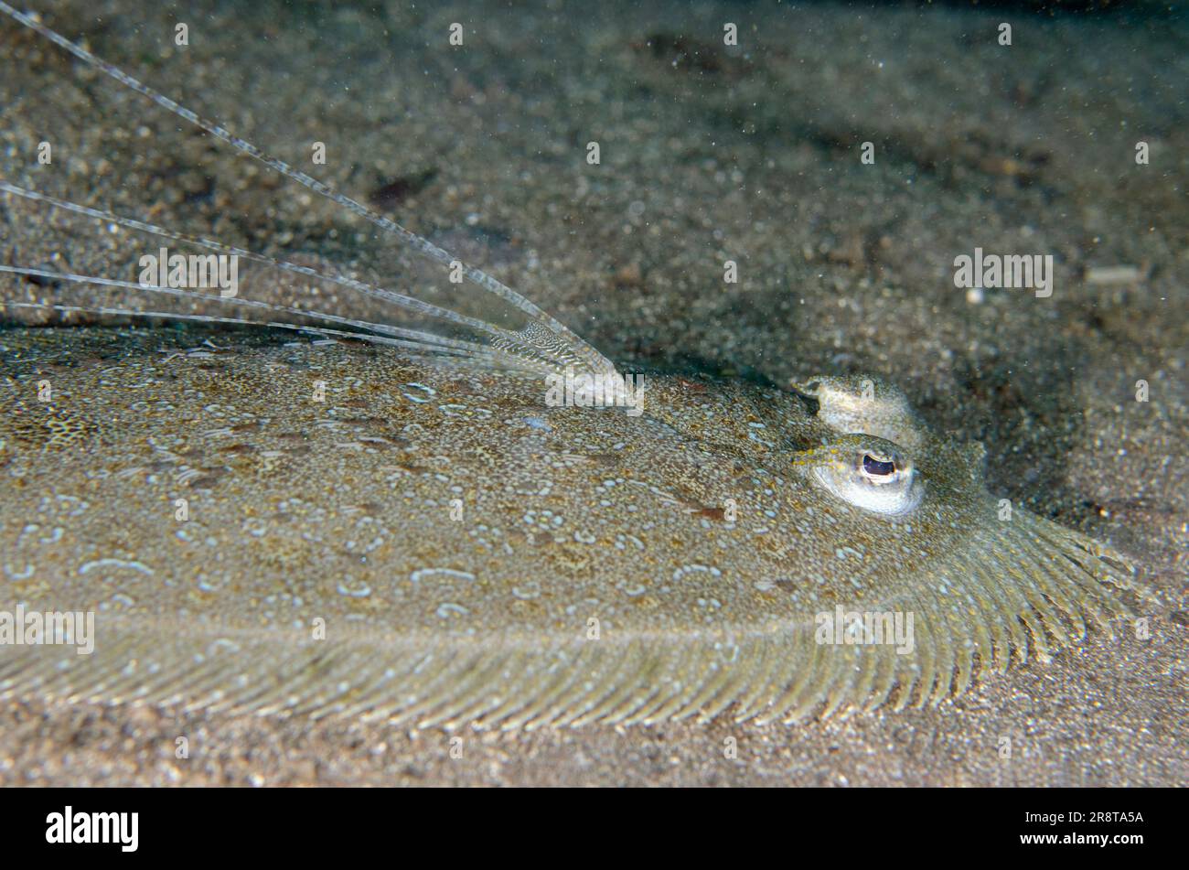 Plie panthère, Bothus pantherinus, avec nageoire pectorale allongée, site de plongée de Jemeluk Bay, Amed, Karangasem Regency, Bali, Indonésie, Océan Indien Banque D'Images