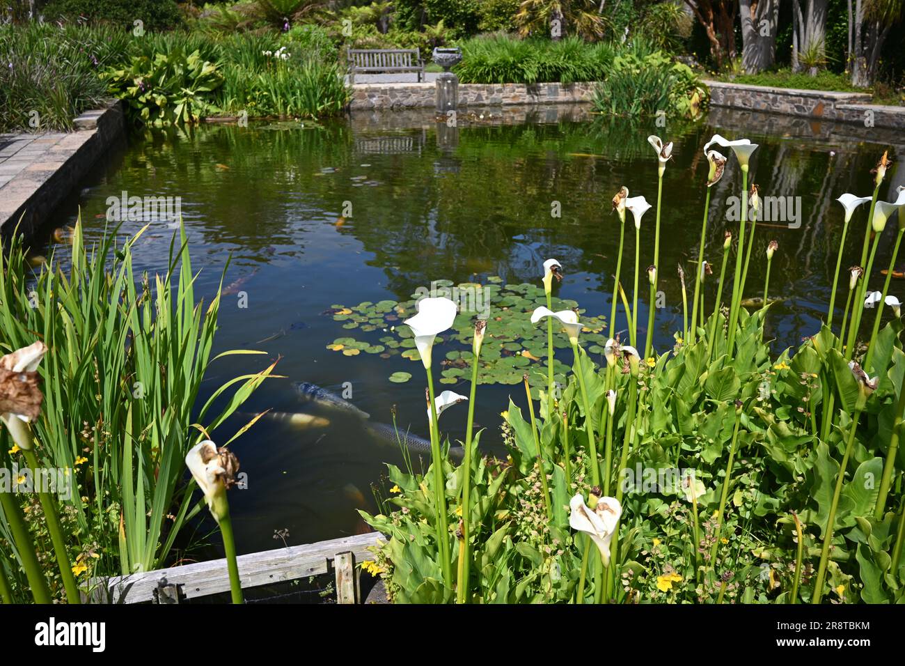 Vue sur Lily Pond dans les jardins botaniques de Logan Port Logan sur les Rhinns de Galloway, à la pointe sud-ouest de l'Écosse Banque D'Images