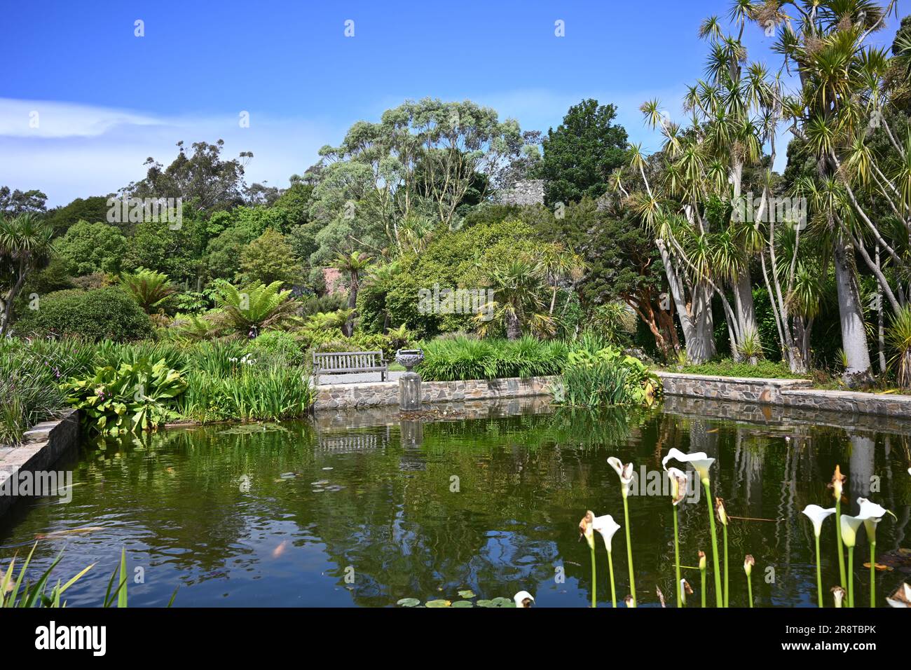 Vue sur Lily Pond dans les jardins botaniques de Logan Port Logan sur les Rhinns de Galloway, à la pointe sud-ouest de l'Écosse Banque D'Images