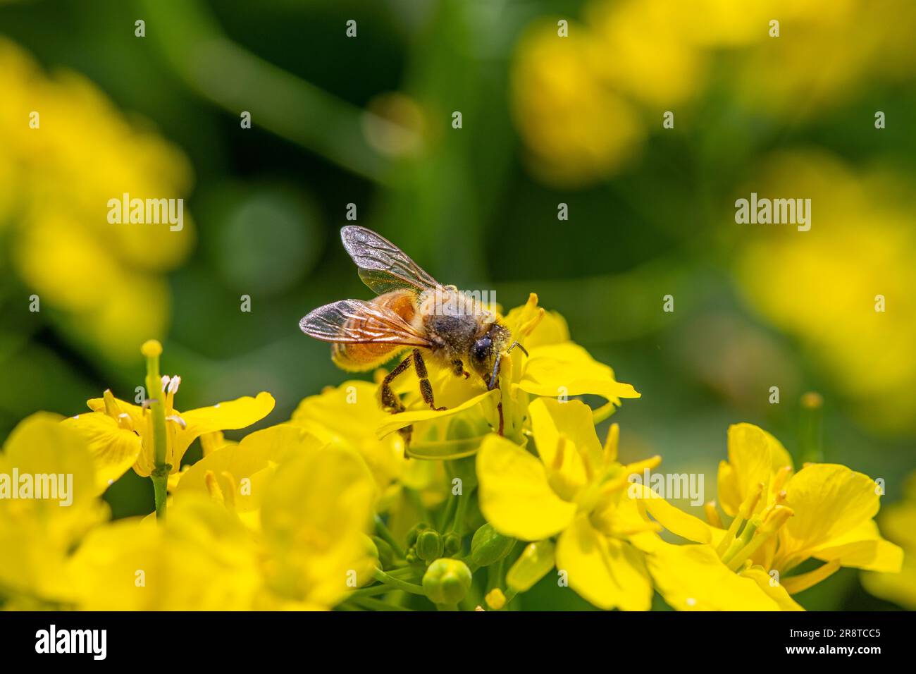 Une abeille collectant du miel de la fleur de moutarde à Sirajdikhan à Munshiganj, au Bangladesh. Banque D'Images