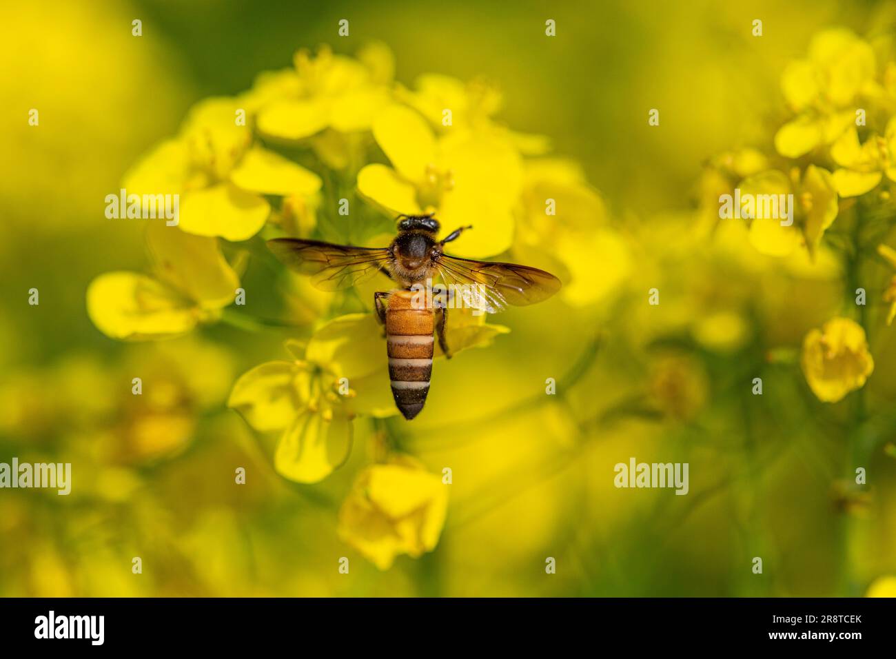 Une abeille collectant du miel de la fleur de moutarde à Sirajdikhan à Munshiganj, au Bangladesh. Banque D'Images