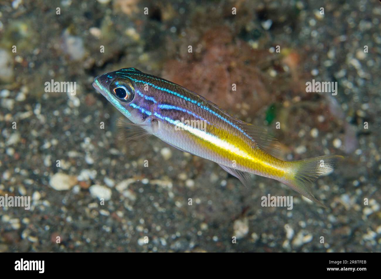 Jeune Snapper à cinq lignes, Lutjanus quinquelineatus, site de plongée Batu Ringgit, Tulamben, Karangasem Regency, Bali, Indonésie Banque D'Images