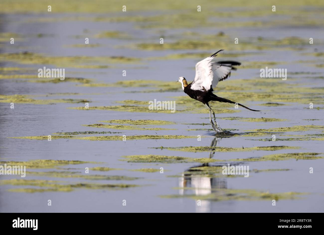 Pheasant-tailed jacana (Hydrophasianus chirurgus) au Japon Banque D'Images