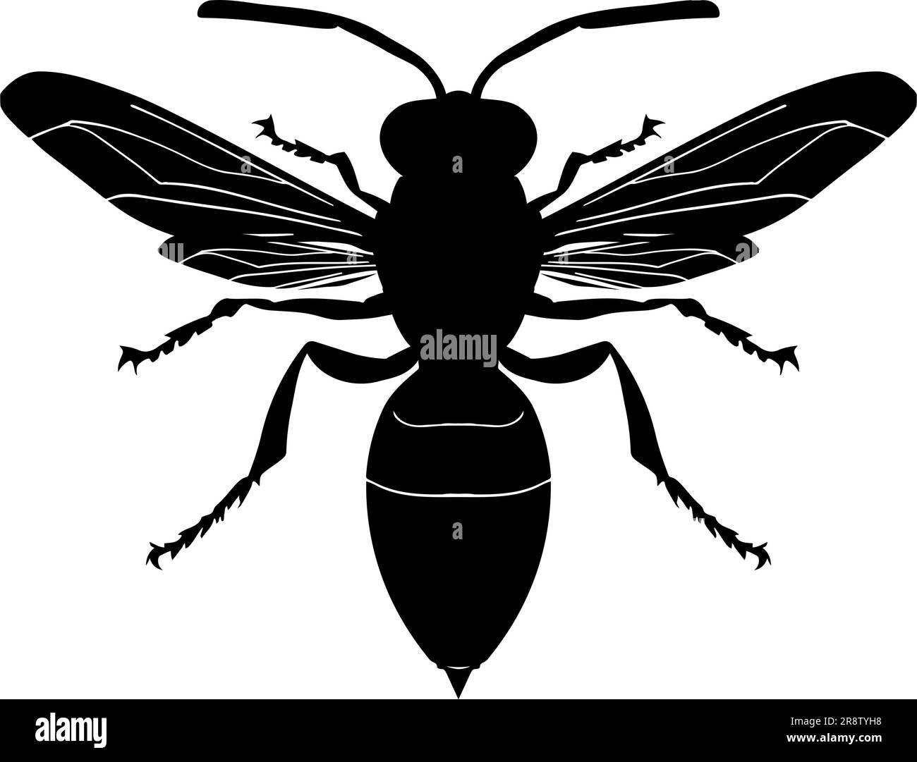 Frelon blanc noir Banque d images vectorielles Alamy